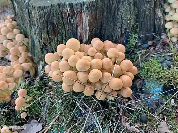 n de herfst zijn er veel paddenstoelen te zien in de omgeving.